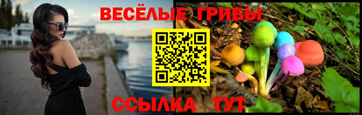 Псилоцибиновые грибы Psilocybe Коркино